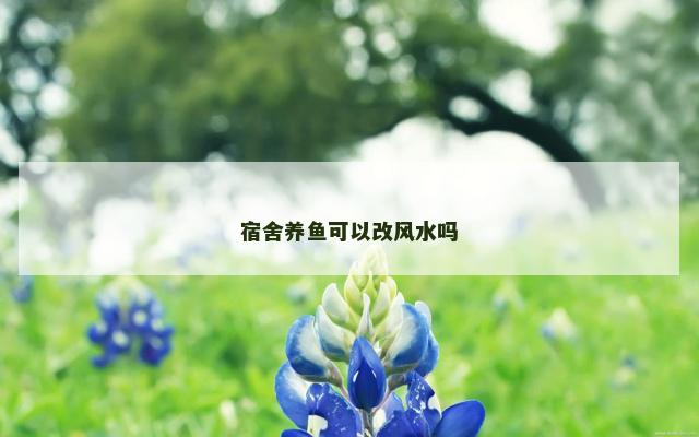 宿舍养鱼可以改风水吗