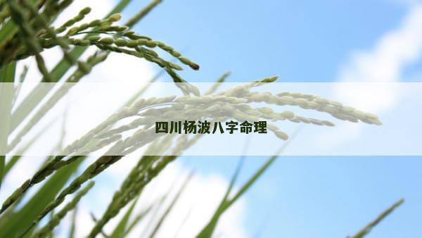 四川杨波八字命理