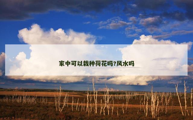 家中可以栽种荷花吗?风水吗