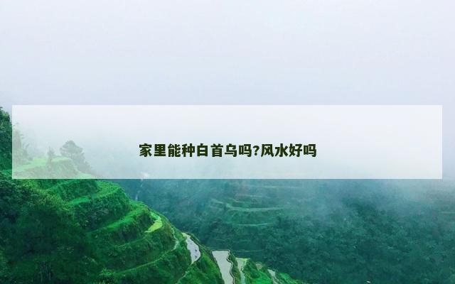 家里能种白首乌吗?风水好吗