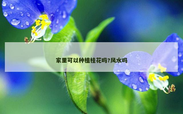 家里可以种植桂花吗?风水吗