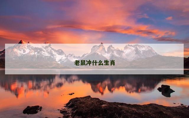 老鼠冲什么生肖