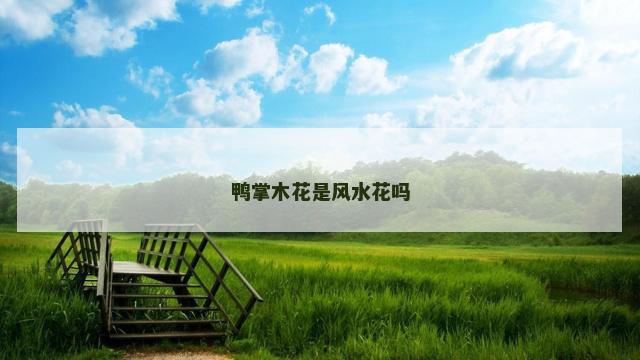 鸭掌木花是风水花吗