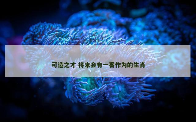 可造之才 将来会有一番作为的生肖