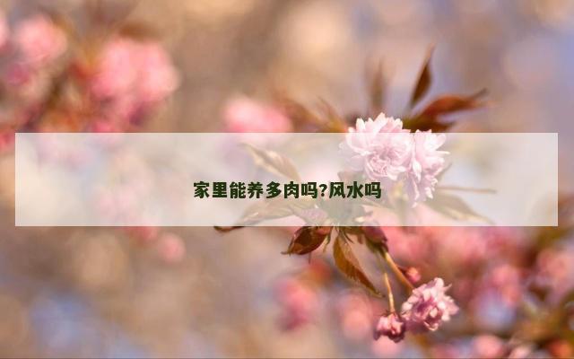 家里能养多肉吗?风水吗
