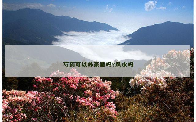 芍药可以养家里吗?风水吗