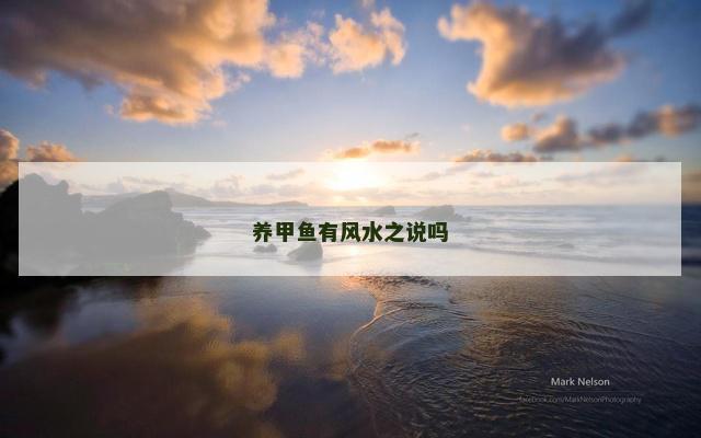 养甲鱼有风水之说吗