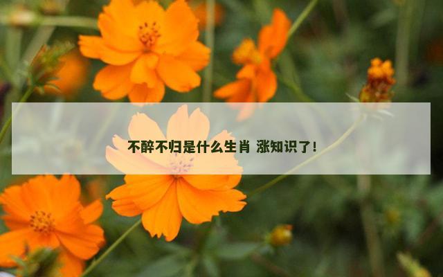 不醉不归是什么生肖 涨知识了！