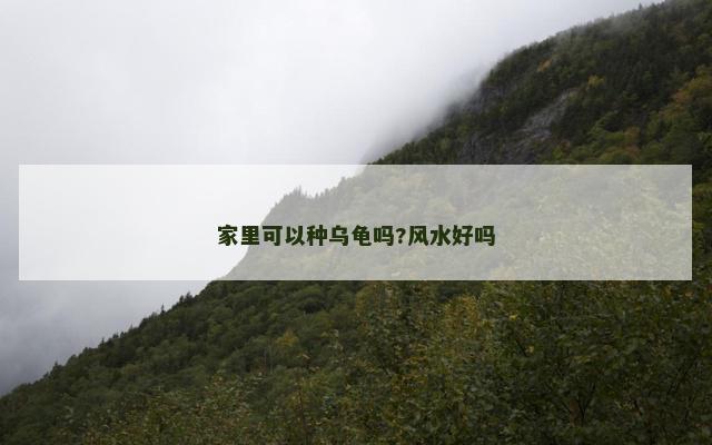家里可以种乌龟吗?风水好吗
