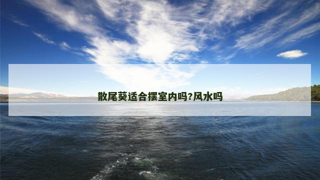 散尾葵适合摆室内吗?风水吗