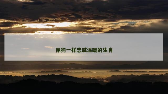 像狗一样忠诚温暖的生肖