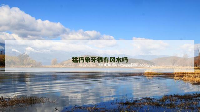 猛犸象牙根有风水吗