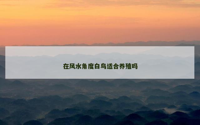 在风水角度白鸟适合养殖吗