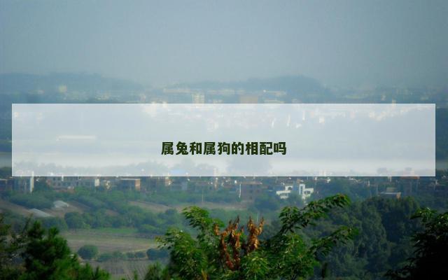 属兔和属狗的相配吗