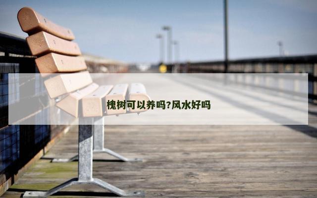 槐树可以养吗?风水好吗