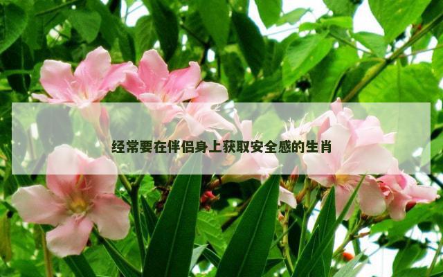 经常要在伴侣身上获取安全感的生肖