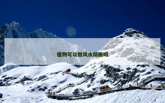 植物可以做风水隔断吗
