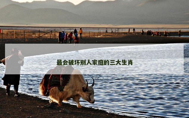 最会破坏别人家庭的三大生肖