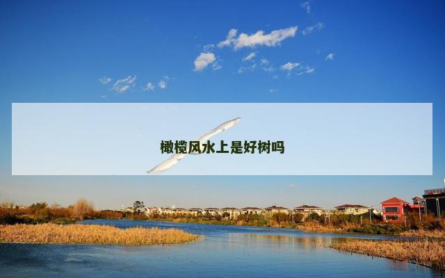 橄榄风水上是好树吗