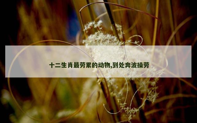 十二生肖最劳累的动物,到处奔波操劳