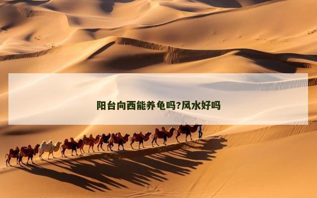 阳台向西能养龟吗?风水好吗