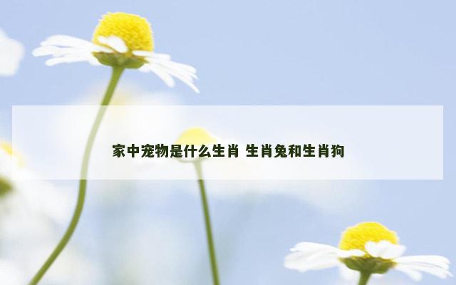 家中宠物是什么生肖 生肖兔和生肖狗