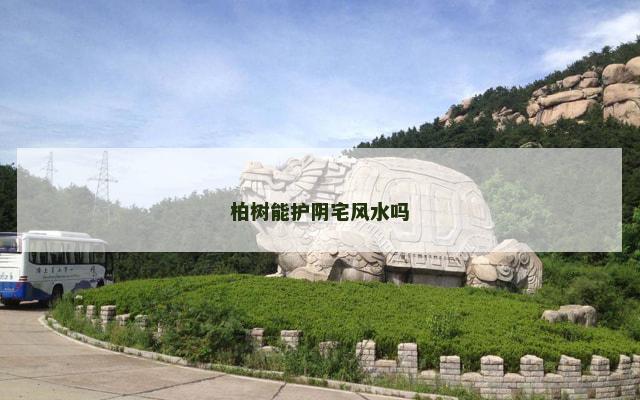 柏树能护阴宅风水吗