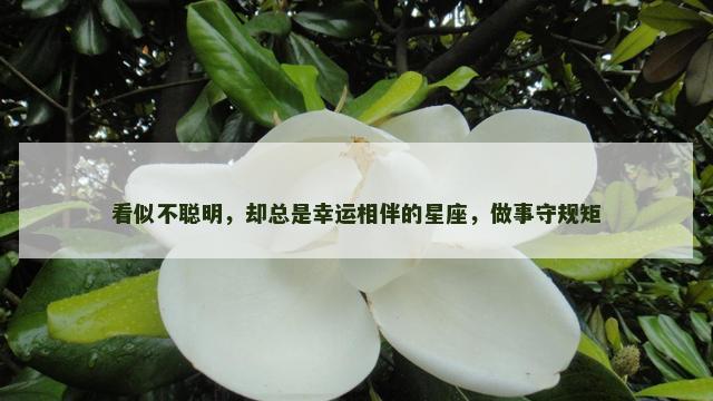 看似不聪明，却总是幸运相伴的星座，做事守规矩
