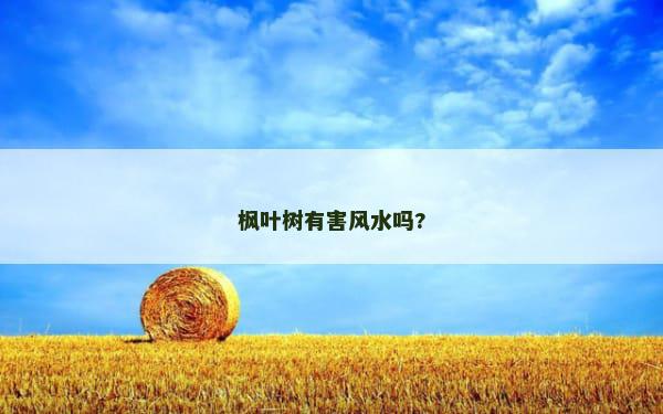 枫叶树有害风水吗?