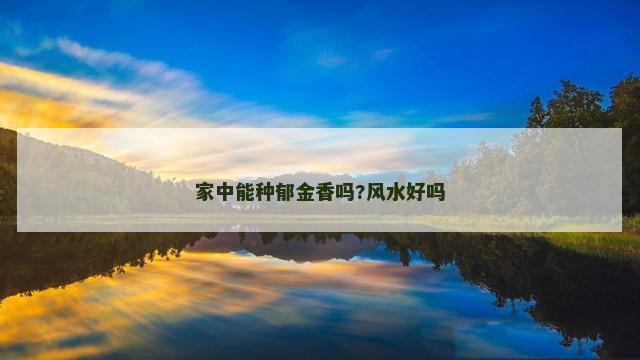 家中能种郁金香吗?风水好吗