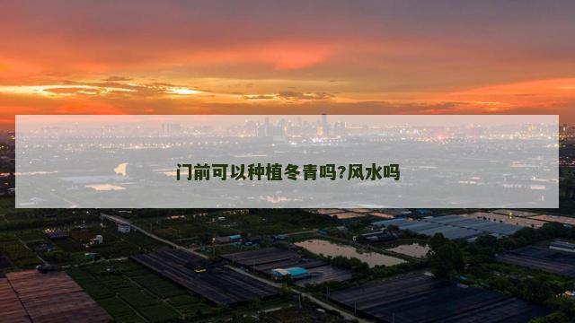 门前可以种植冬青吗?风水吗