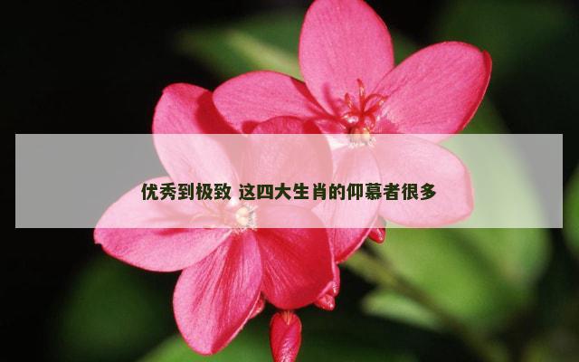 优秀到极致 这四大生肖的仰慕者很多