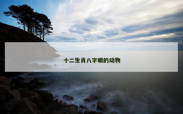 十二生肖八字眼的动物