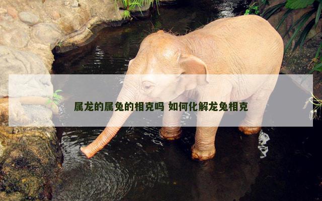 属龙的属兔的相克吗 如何化解龙兔相克