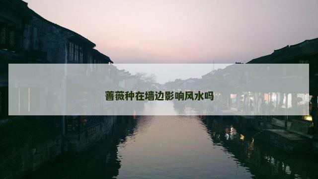 蔷薇种在墙边影响风水吗