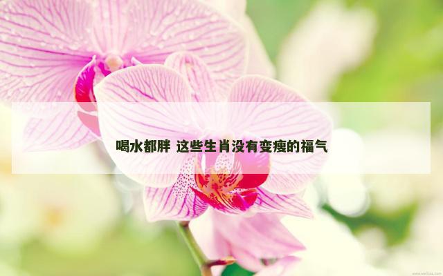 喝水都胖 这些生肖没有变瘦的福气