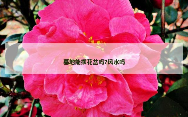 墓地能摆花盆吗?风水吗