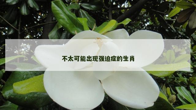 不太可能出现强迫症的生肖