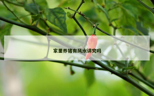家里养猪有风水讲究吗
