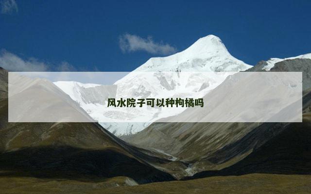 风水院子可以种枸橘吗