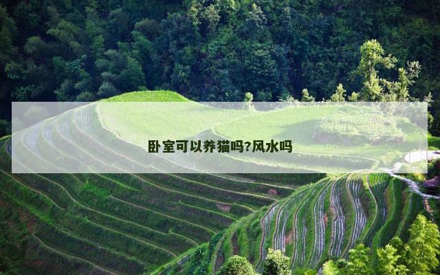 卧室可以养猫吗?风水吗