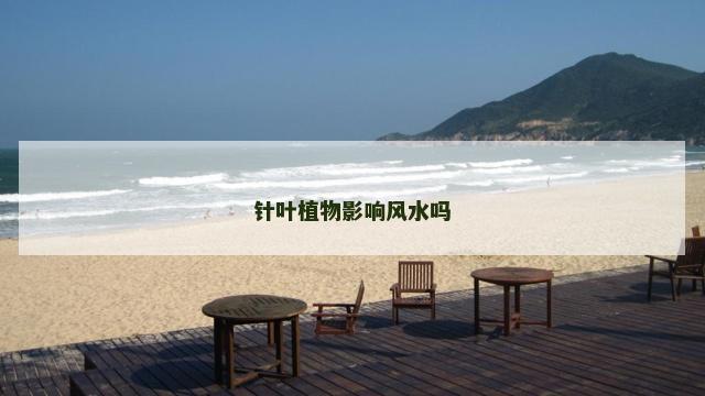 针叶植物影响风水吗
