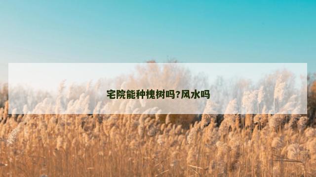 宅院能种槐树吗?风水吗