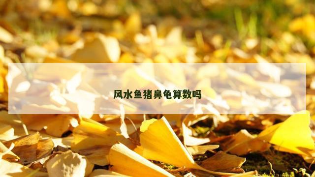 风水鱼猪鼻龟算数吗