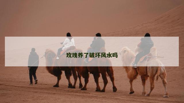 玫瑰养了破坏风水吗