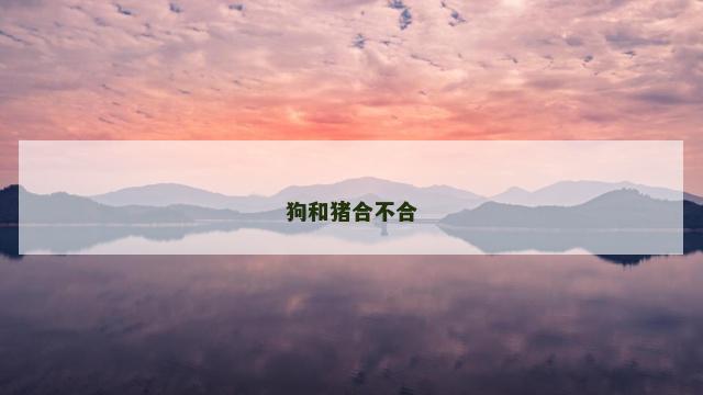 狗和猪合不合
