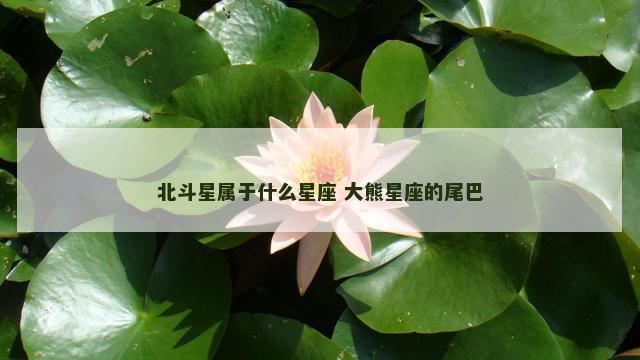 北斗星属于什么星座 大熊星座的尾巴