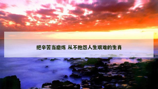 把辛苦当磨炼 从不抱怨人生艰难的生肖