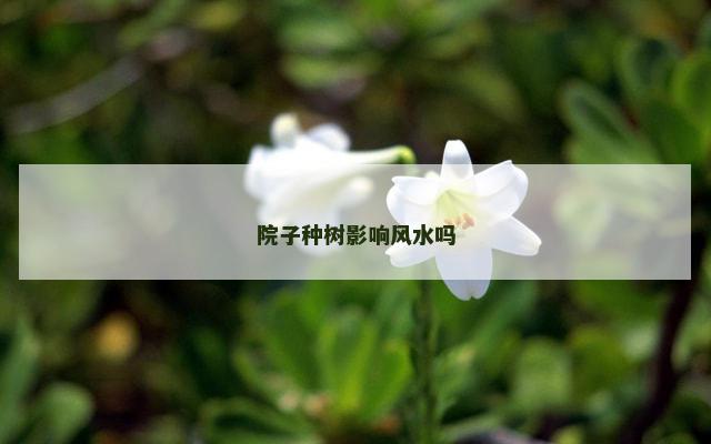 院子种树影响风水吗