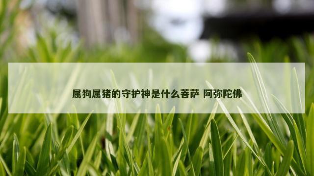 属狗属猪的守护神是什么菩萨 阿弥陀佛